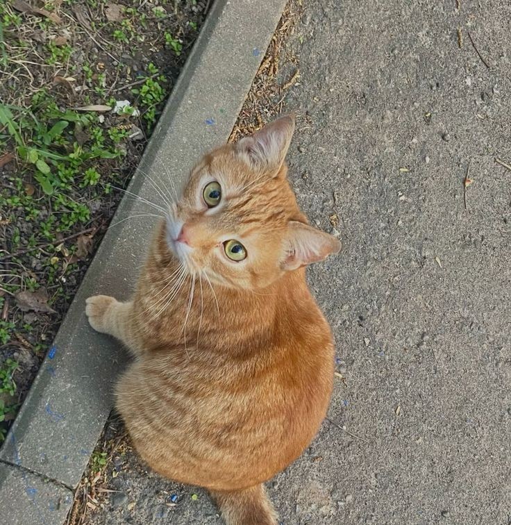 Simba