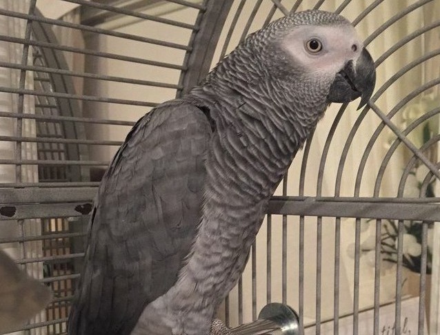 Charlie